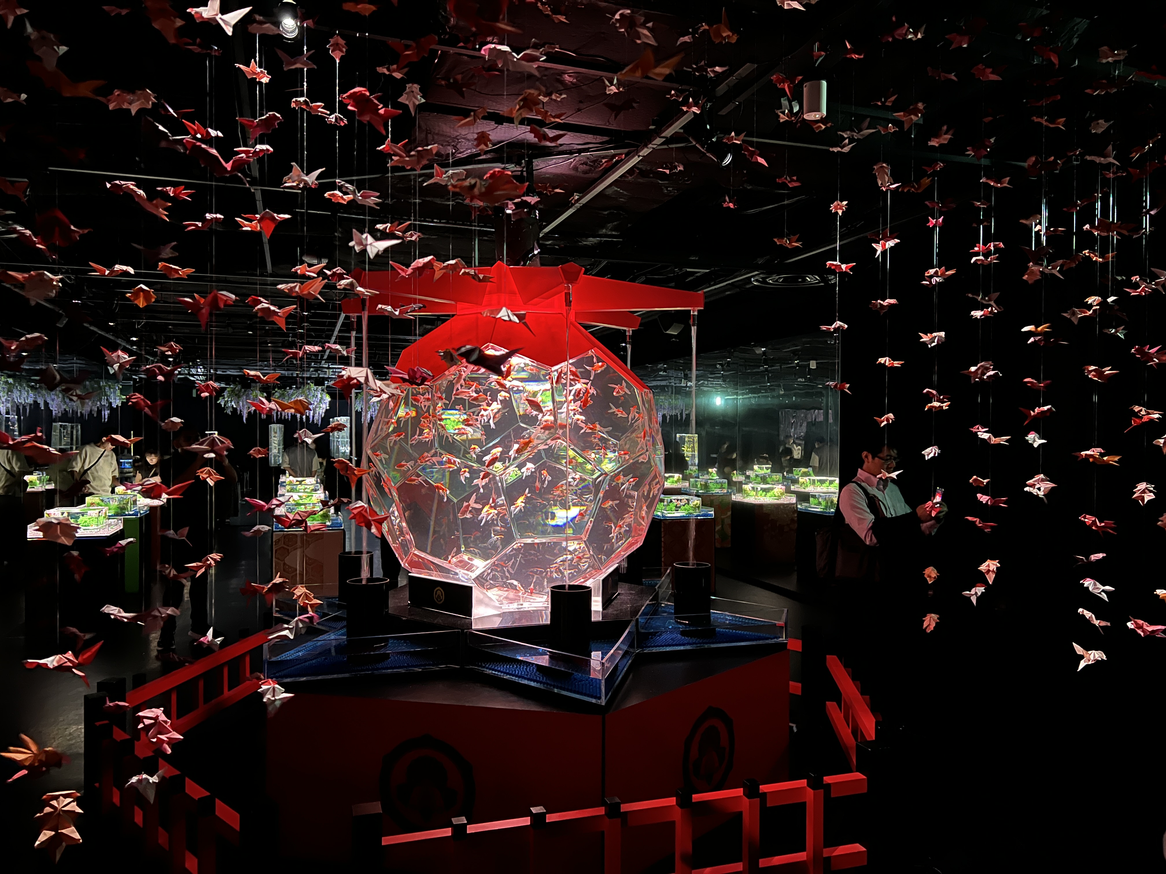 Art Aquarium Museum : intérieur de l'aquarium