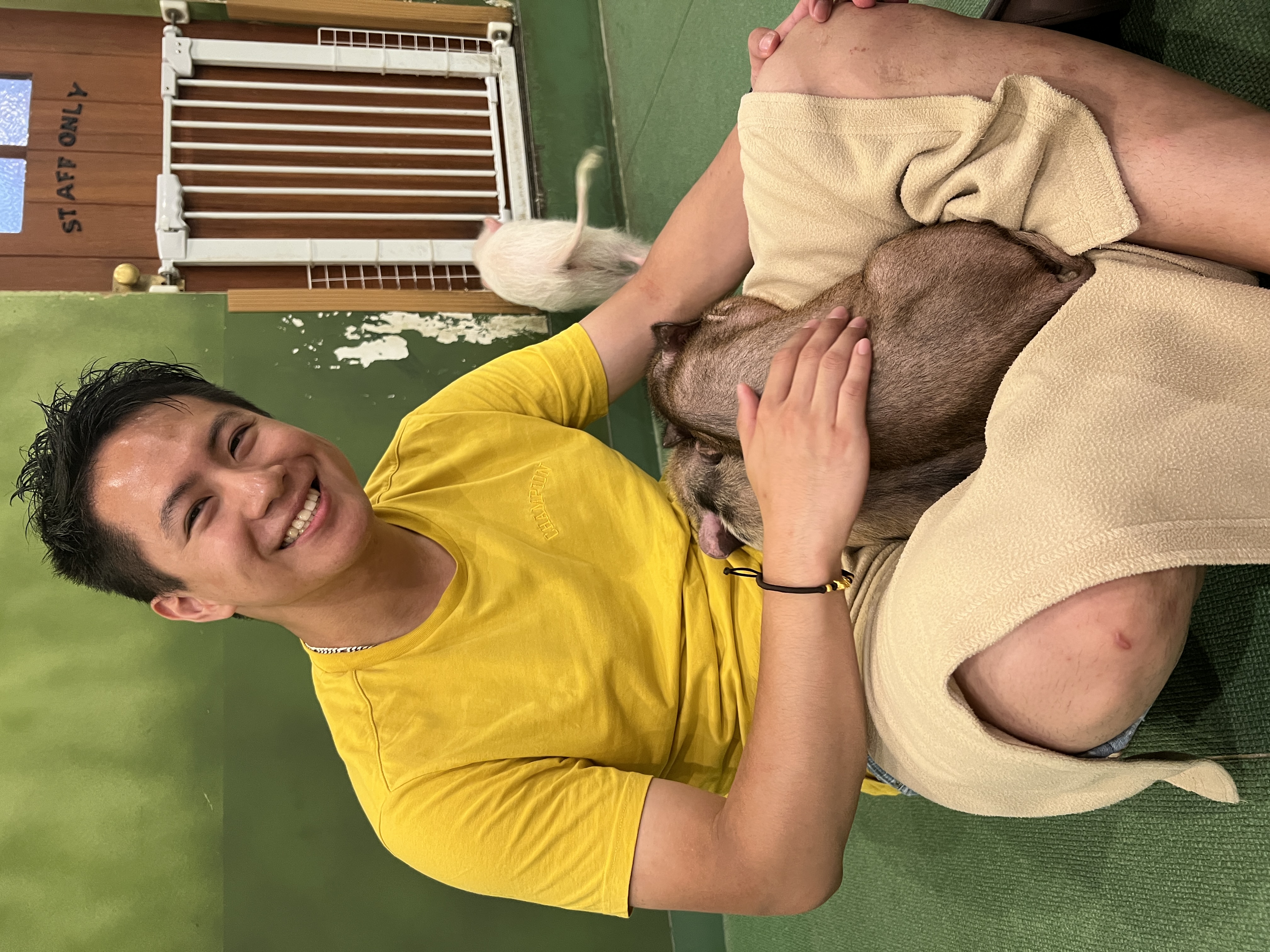 Mipig cafe : intérieur du café avec les petits cochons